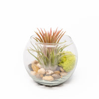 Tillandsia Huamelula Air Plant Bubble Bowl Terrarium