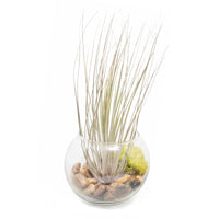 Tillandsia Juncea Air Plant Bubble Bowl Terrarium