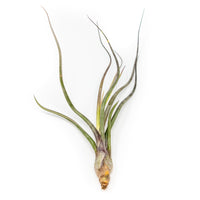 Tillandsia Baileyi Air Plants