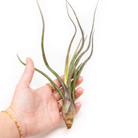 Tillandsia Baileyi Air Plants