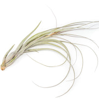 SALE - Large Tillandsia Balbisiana Air Plants - Set of 5 or 10 - 40% Off