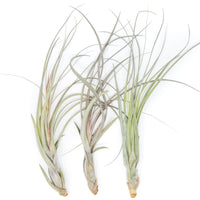 Large Tillandsia Balbisiana Air Plants  / 9-12 Inch Plants