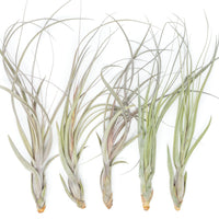 Large Tillandsia Balbisiana Air Plants  / 9-12 Inch Plants