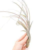 Large Tillandsia Balbisiana Air Plants  / 9-12 Inch Plants