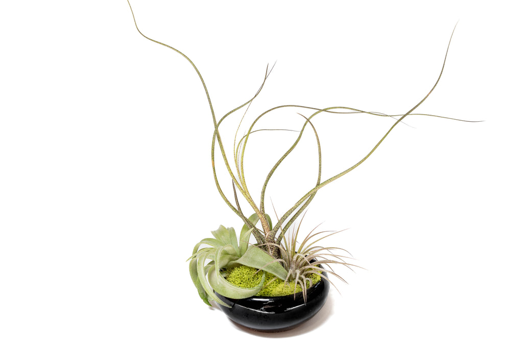 Fully Assembled Tillandsia Air Plant Dish Garden in Black Glazed Container