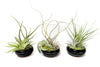 Fully Assembled Tillandsia Air Plant Dish Garden in Black Glazed Container