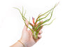 Large Tillandsia Air Plant Variety Pack - 5 Big Plants