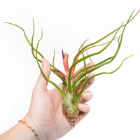 Large Tillandsia Air Plant Variety Pack - 5 Big Plants