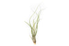 Large Tillandsia Butzii Air Plants - Set of 10 or 20 Air Plants