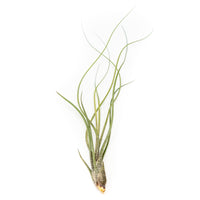 Large Tillandsia Butzii Air Plants - Set of 10 or 20 Air Plants