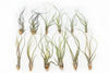 Large Tillandsia Butzii Air Plants - Set of 10 or 20 Air Plants