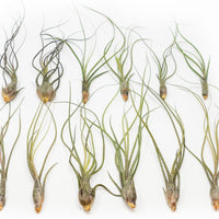 Large Tillandsia Butzii Air Plants - Set of 10 or 20 Air Plants