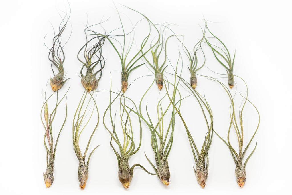 Large Tillandsia Butzii Air Plants - Set of 10 or 20 Air Plants