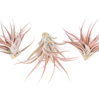 Large Tillandsia Capitata Peach Air Plants / 4-6 Inch Plants