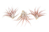 Large Tillandsia Capitata Peach - Set of  5, 10, or 20 Air Plants