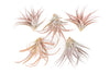 Large Tillandsia Capitata Peach - Set of  5, 10, or 20 Air Plants