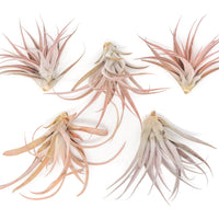 Large Tillandsia Capitata Peach - Set of  5, 10, or 20 Air Plants