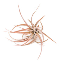 Large Tillandsia Capitata Peach Air Plants / 4-6 Inch Plants