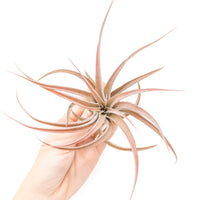 Large Tillandsia Capitata Peach Air Plants / 4-6 Inch Plants