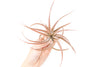 Large Tillandsia Capitata Peach - Set of  5, 10, or 20 Air Plants