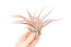 Large Tillandsia Capitata Peach Air Plants / 4-6 Inch Plants