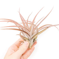 Large Tillandsia Capitata Peach Air Plants / 4-6 Inch Plants