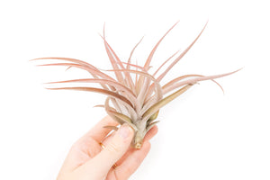 Large Tillandsia Capitata Peach Air Plants / 4-6 Inch Plants