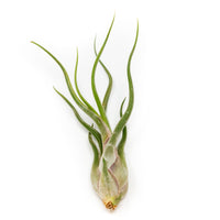 Large Tillandsia Air Plant Variety Pack - 5 Big Plants