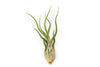 Large Tillandsia Caput Medusae Air Plants / 5-8 Inch Plants