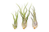 Large Tillandsia Caput Medusae Air Plants / 5-8 Inch Plants