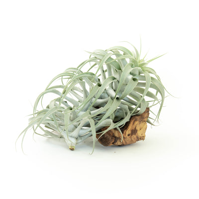 Tillandsia Cacticola Long Form Silver Air Plants