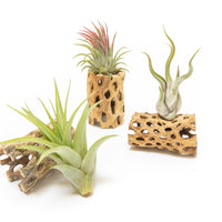 Natural Cholla Wood Container - 3 Inches Tall with Assorted Tillandsia Air Plants