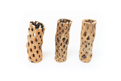 Natural Cholla Wood Container - 6 Inches Tall