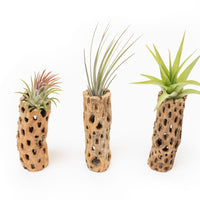 Natural Cholla Wood Container - 6 Inches Tall