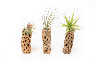 Natural Cholla Wood Container - 6 Inches Tall with Tillandsia Assorted Air Plants