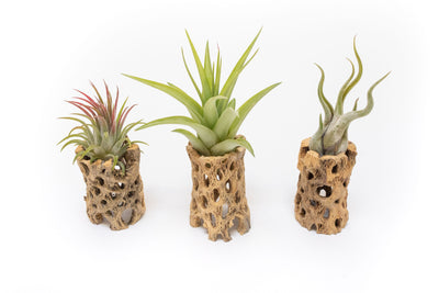 Natural Cholla Wood Container - 3 Inches Tall with Assorted Tillandsia Air Plants