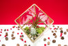 Heptahedron Geometric Glass Terrarium with Tillandsia Red Abdita and Ionantha Air Plants