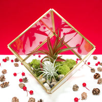 Heptahedron Geometric Glass Terrarium with Tillandsia Red Abdita and Ionantha Air Plants