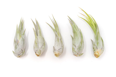 SALE - Tillandsia Circinata 'Paucifolia' Air Plants - Set of 10 or  20 - 60% Off