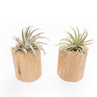 Gift Wrapped Set of 2 Large Driftwood Containers with Assorted Tillandsia Air Plants