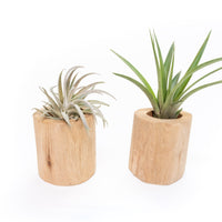 Gift Wrapped Set of 2 Large Driftwood Containers with Assorted Tillandsia Air Plants