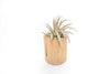 Large Driftwood Container - Choose Your Custom Tillandsia Air Plant