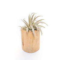 Large Driftwood Container - Choose Your Custom Tillandsia Air Plant