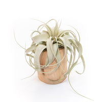 Large Driftwood Container - Choose Your Custom Tillandsia Air Plant