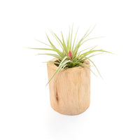 Large Driftwood Container - Choose Your Custom Tillandsia Air Plant