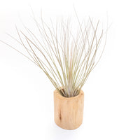 Large Driftwood Container - Choose Your Custom Tillandsia Air Plant