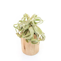 Large Driftwood Container - Choose Your Custom Tillandsia Air Plant