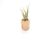 Large Driftwood Container - Choose Your Custom Tillandsia Air Plant