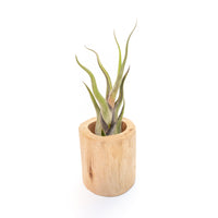 Large Driftwood Container - Choose Your Custom Tillandsia Air Plant