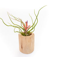 Large Driftwood Container - Choose Your Custom Tillandsia Air Plant